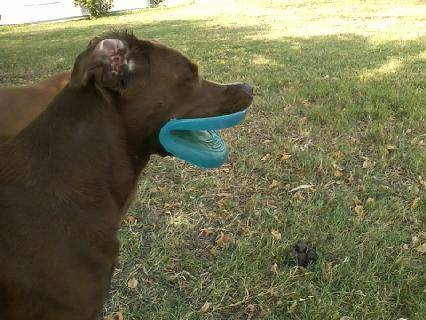 Frisbee lips