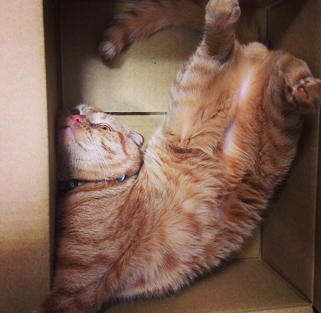 My cousin just brought home her cat from her exes house. I asked what the f*ck he was doing and she says he does this when he's nervous. He plays dead in a box.