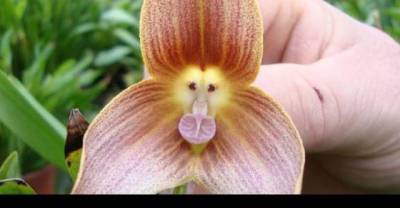 Rare Flowers That Look Like Anything But Flowers