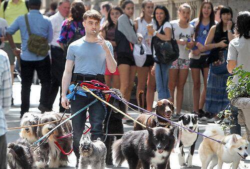 Daniel Radcliffe walking 12 dogs while smoking