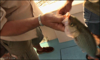 It’s just a fish... ISOPOD