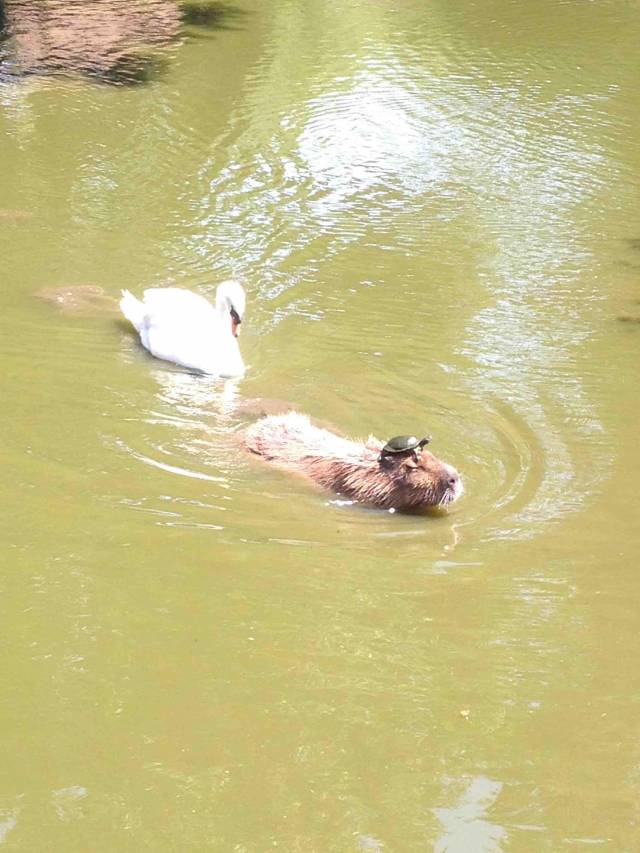 Just a regular day at the lake.
