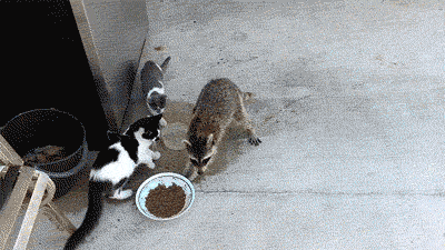 When Raccoons Attack