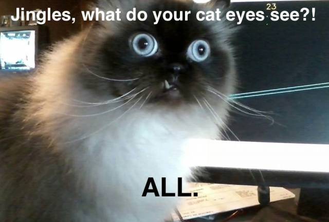 Jingles, what do your cat eyes see?!