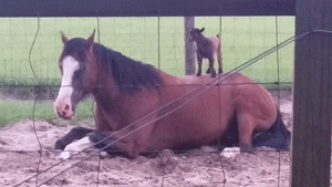 Tiny goats treat this horse like their own personal playground