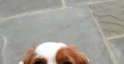 These puppies will make you die out of love for them.