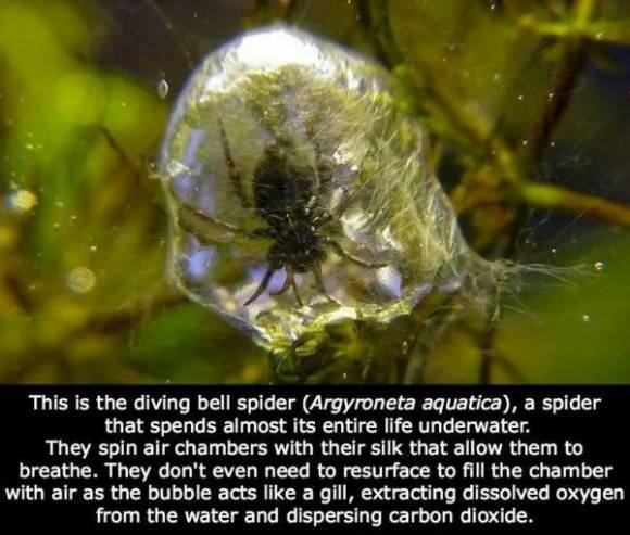 underwater spider. WOW