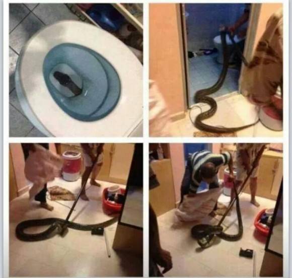 My wife will pee in the shower from now on.