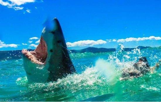 I am ALIVE!! Jaws