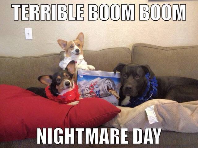 Repost from last year: Happy 4th of July to my fellow dog owners