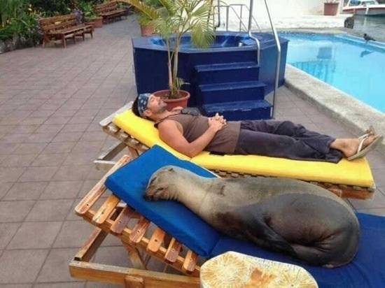 this sunbed gets my seal of approval