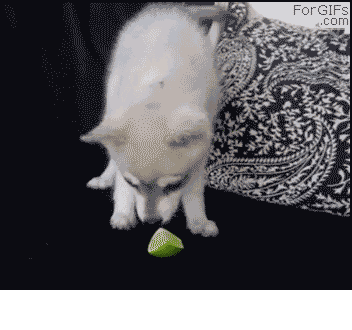 Oh, Lime, you old trickster you