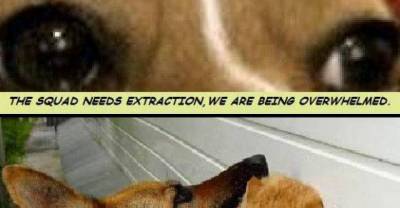 Story Of A Dog With A Twist...