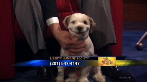Saw this dog for adoption, he's obviously been practicing for visitors