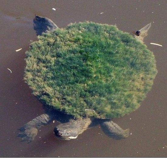 A’Tuin is real