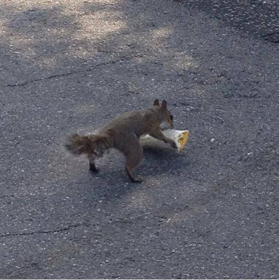 A squirrel stole my burrito and I aint even mad