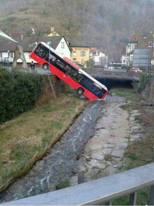 And here we see a wild bus drinking water from a river
