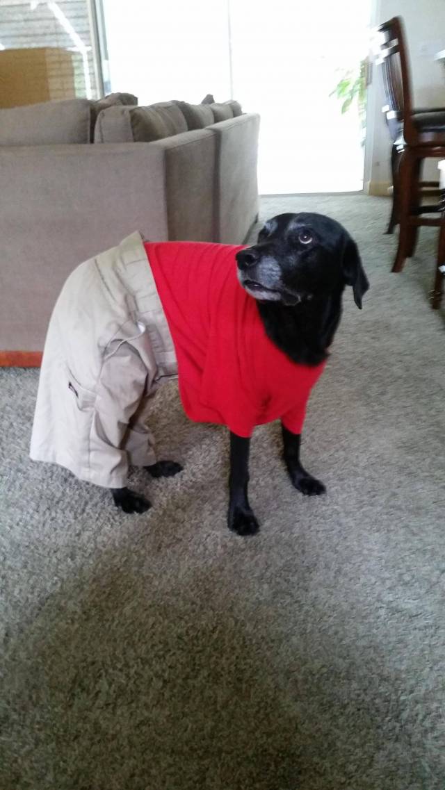 This is my dog Jake, from State Farm.