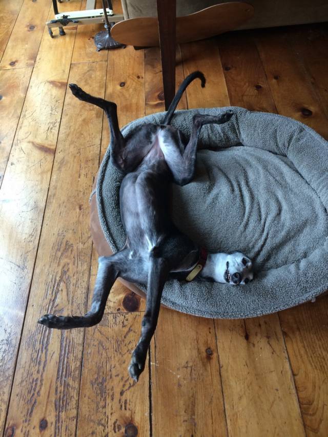 This is how my girlfriends greyhound relaxes.
