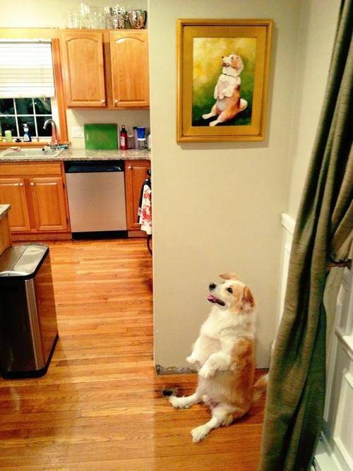 Guaranteed the best dog you'll see today