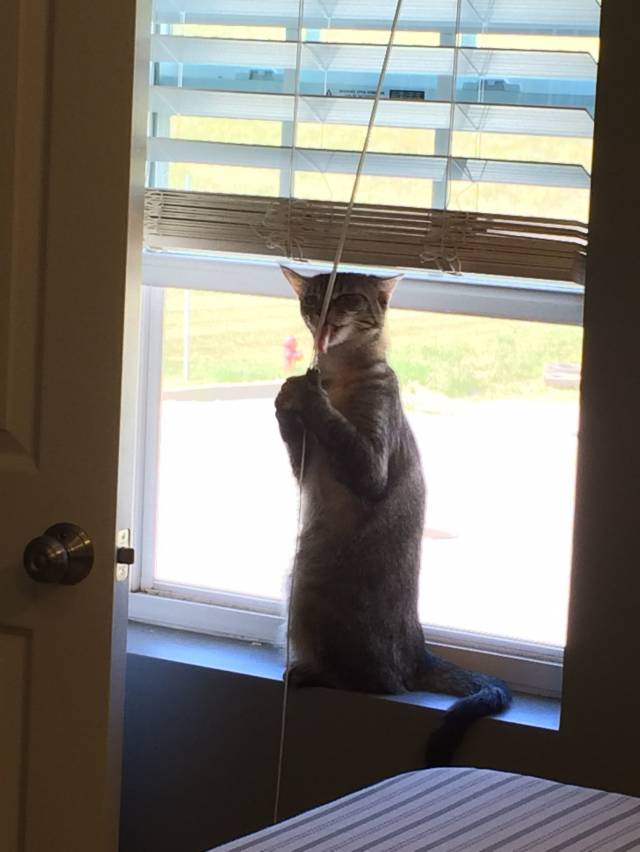 My cat really loves to lick the strings on window blinds