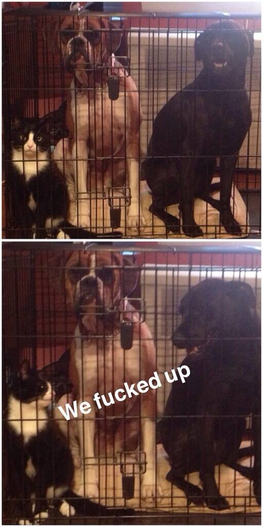 Doing time, because they couldn't stay out of my way while cleaning.