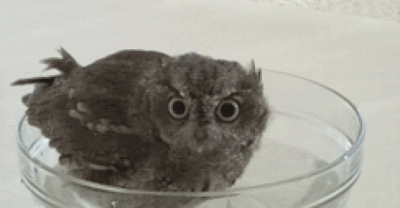 Adorable Baby Owl Takes a Bath... 