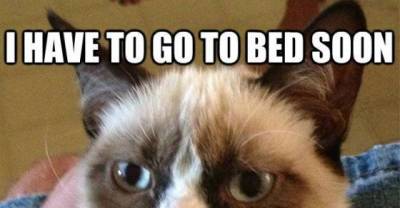 Cats who sit as they please