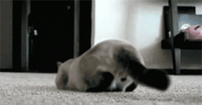 Hilarious Cats Who Have A Bad Case Of The Wiggles