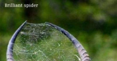The Coolest Spider Webs That Will Make You Appreciate The Art by Spiders