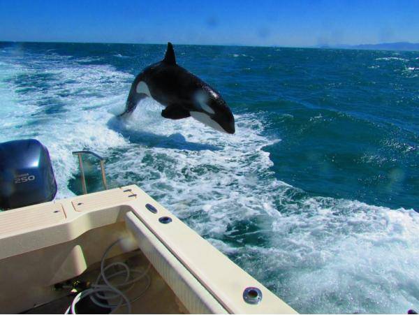 Dolphins saying hi to us