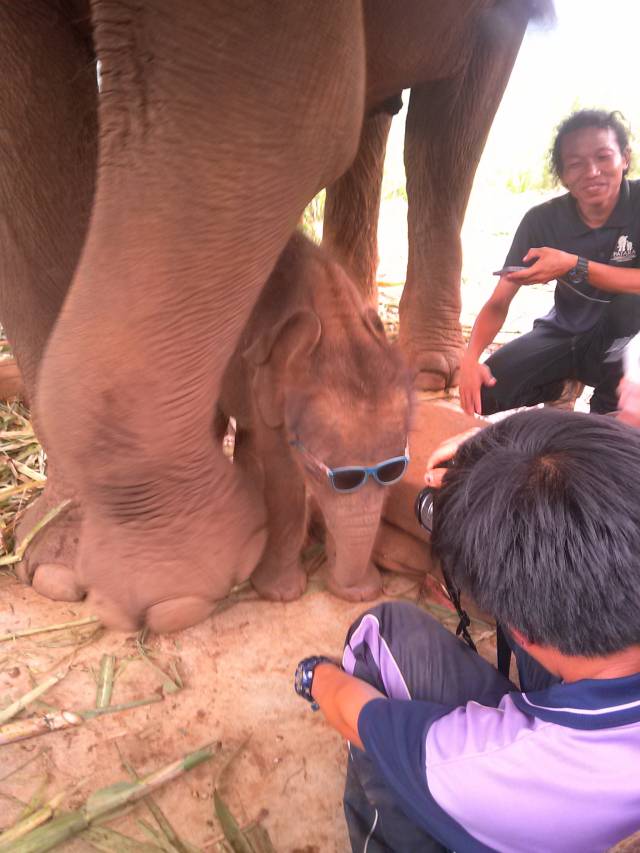 Went to Thailand, so here is an elephant with sunglasses.