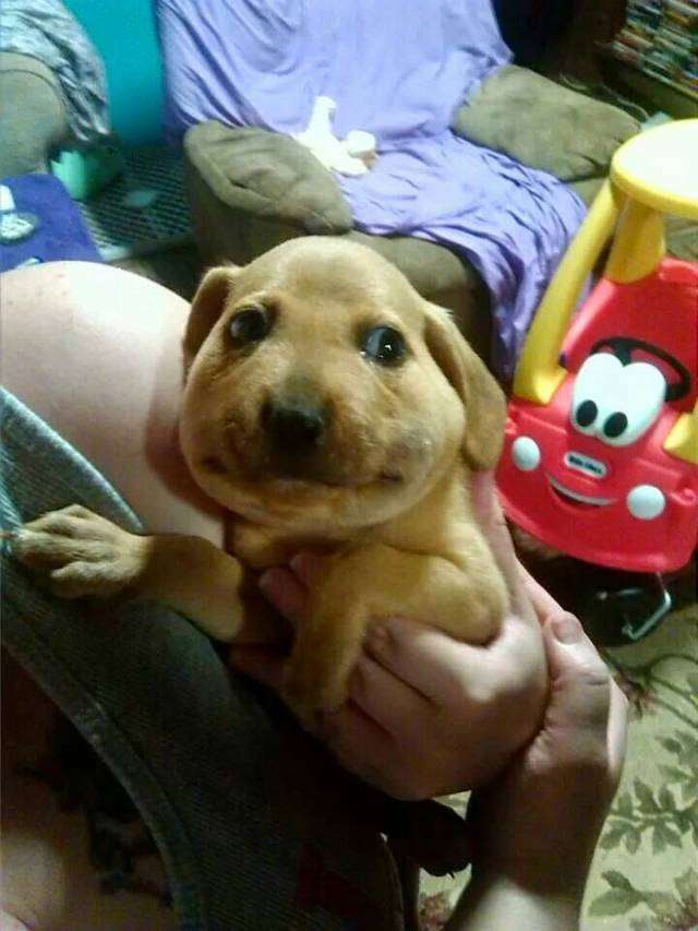 My friend's dog ate a bee