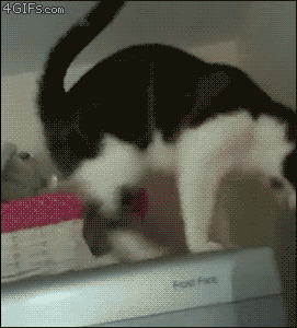 Mission Impossible Cat: ALMOST as cool as Mission Impossible Mouse.