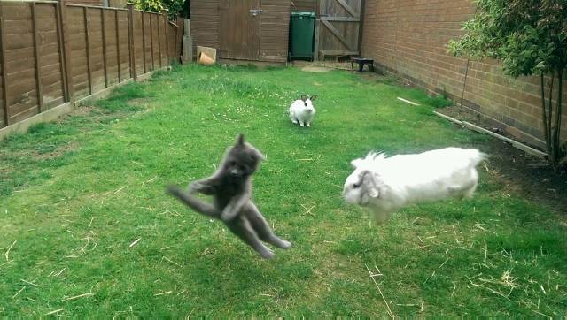 Next door has a new kitten. We have rabbits...