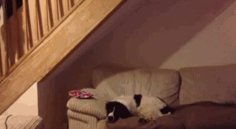 Worst Guard Dog Ever