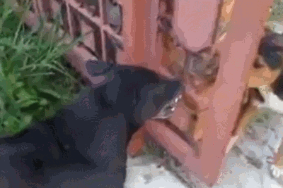 Angry dogs kept apart by a fence