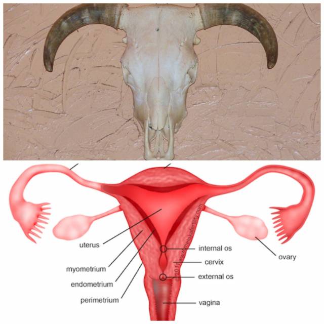 In 6th grade my teacher used a cows skull to describe the female reproductive system. I can't unsee this.
