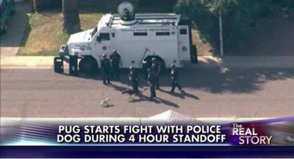 He Didn’t Choose the Pug Life...