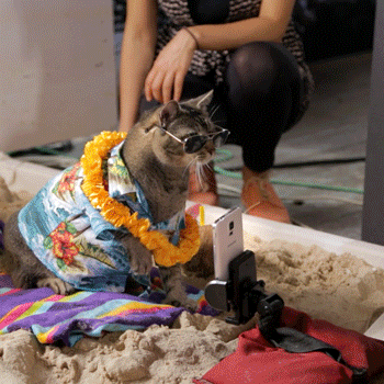 The Coolest Cat