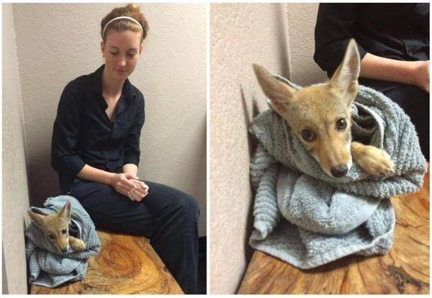 Woman thought she saved a puppy in an alley but it turned out to be a coyote