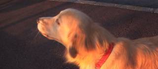 Dog thinks he’s an ambulance.