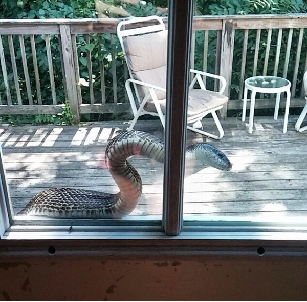 Friend of mine found this king snake on their back deck.. We live in SW Ohio.