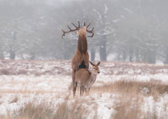 The prequel to Bambi