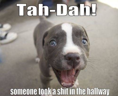 This basically sums up the first 6 months of puppy ownership.