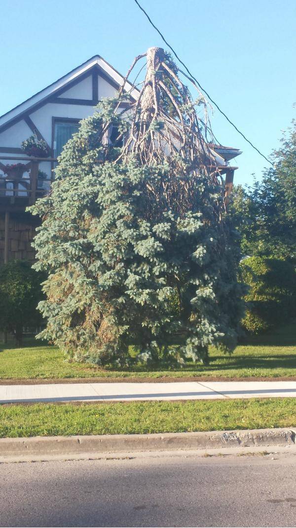 This guy cut his tree so it looks like it’s upside-down