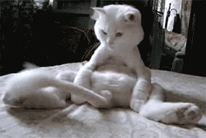 cat hypnotising itself with tail