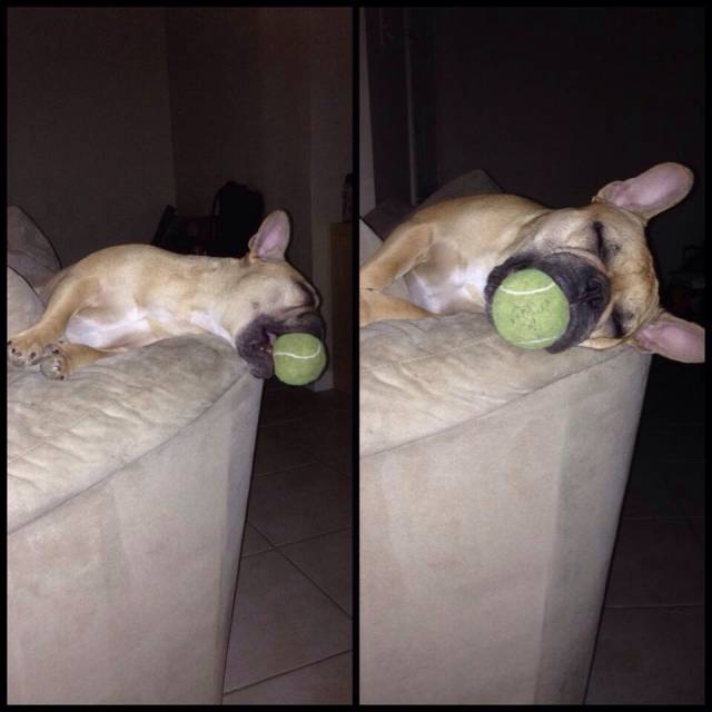 My friend's dog fell asleep like this.