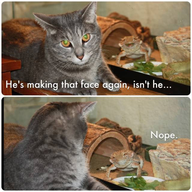 Bastard beardie is at it again...