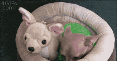 Some Funny Gifs To Make Your Day...